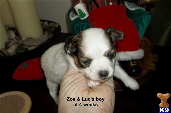 Puppies in MA